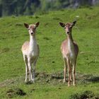 young shy deer