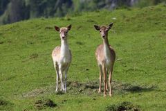 young shy deer