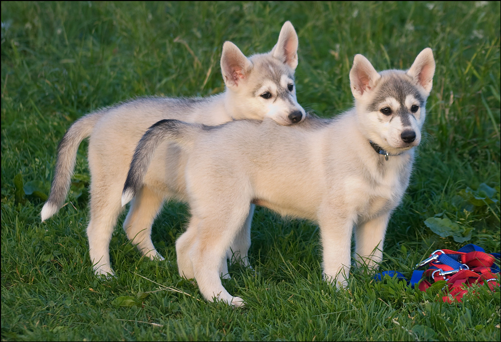 young siberian huskies - six weeks old