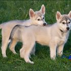 young siberian huskies - six weeks old