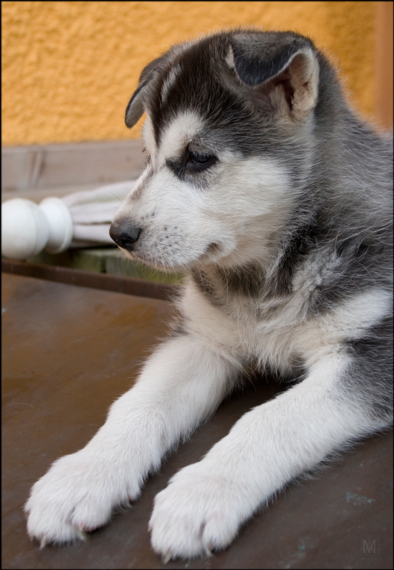young siberian husky - five weeks old....