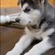 young siberian husky - five weeks old....