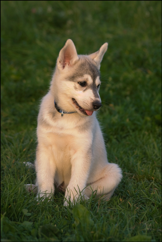 young siberian husky- six weeks old von SilversurferII 