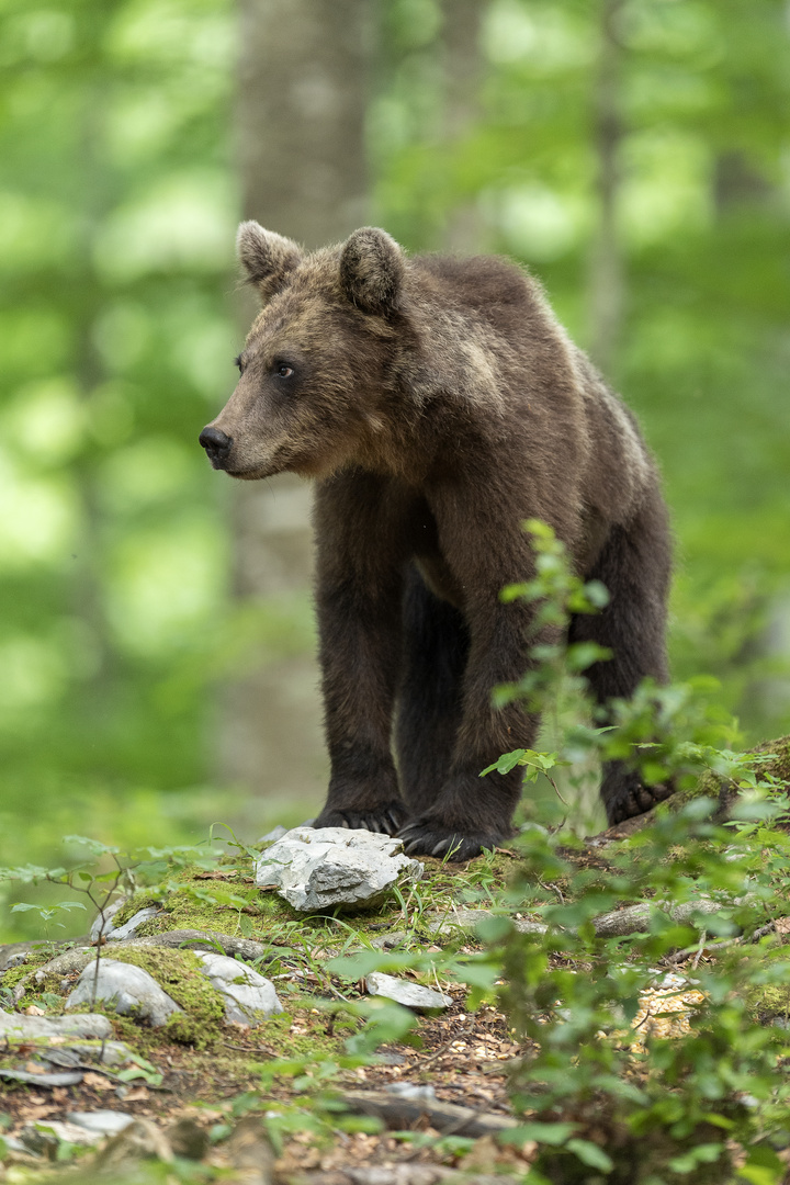 Young slovenian bear