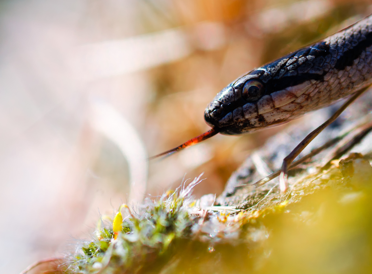 young Smooth snake