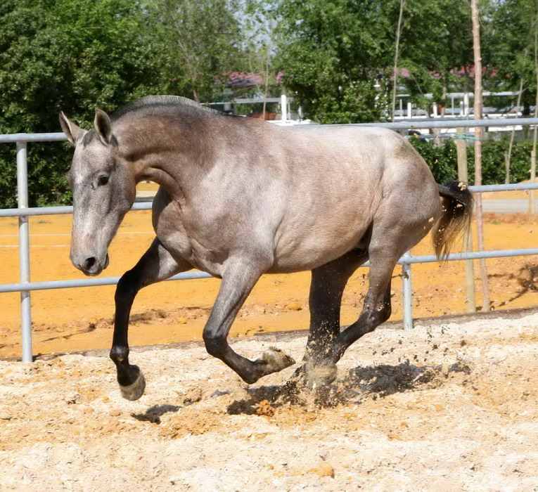 Young spanish mare