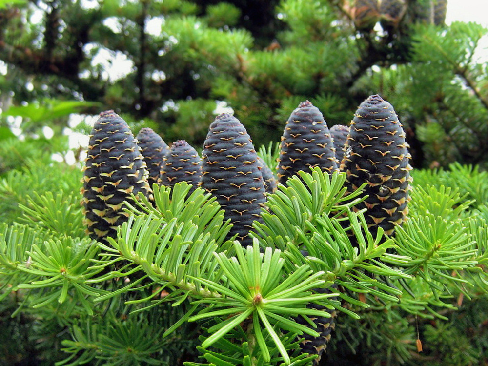 Young spruce cones photo & image nature, trees, plants images at