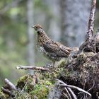 Young Spruce Grouse