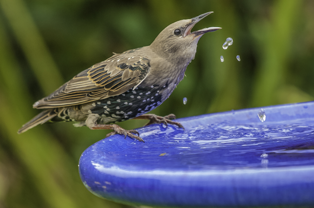 Young Starling.