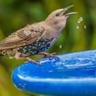 Young Starling.