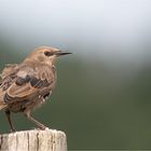 Young starling