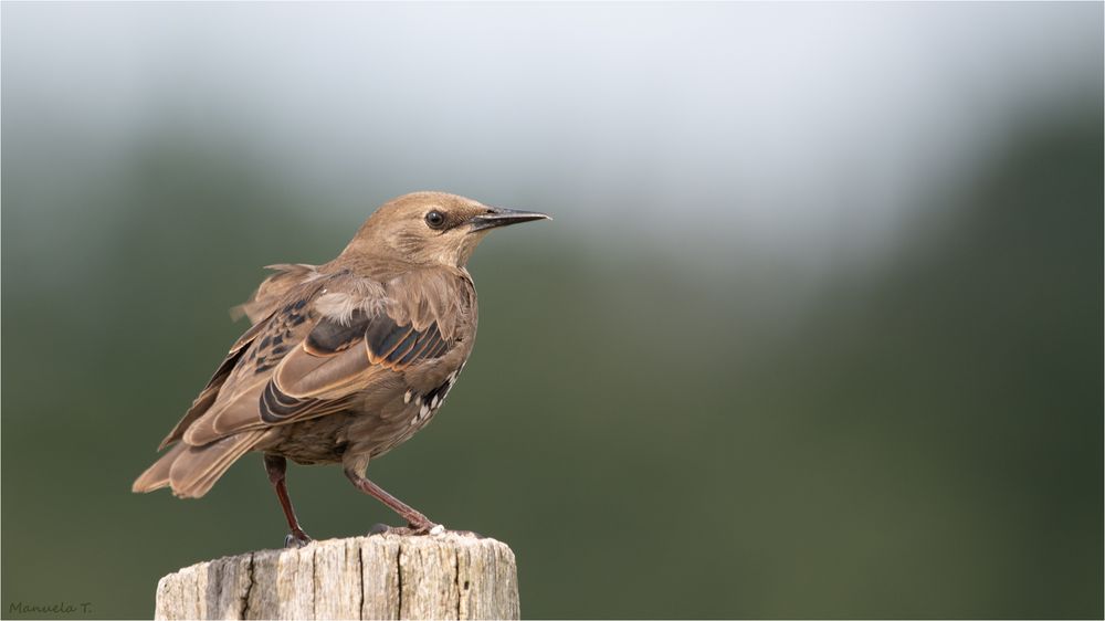 Young starling