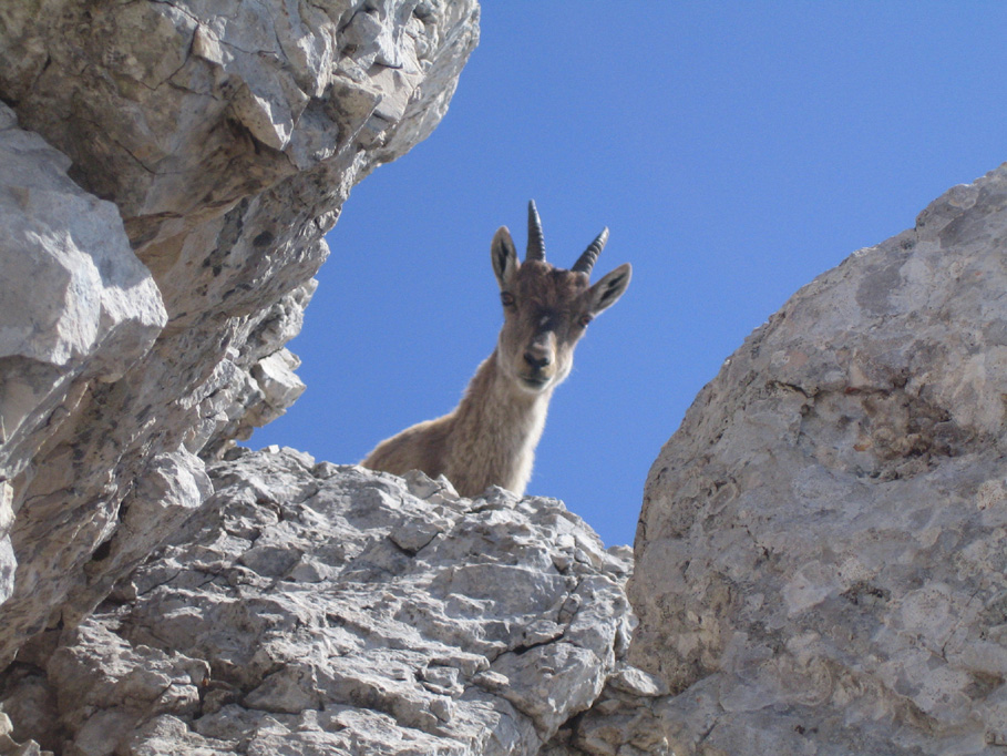 Young Steinbock...I see you!