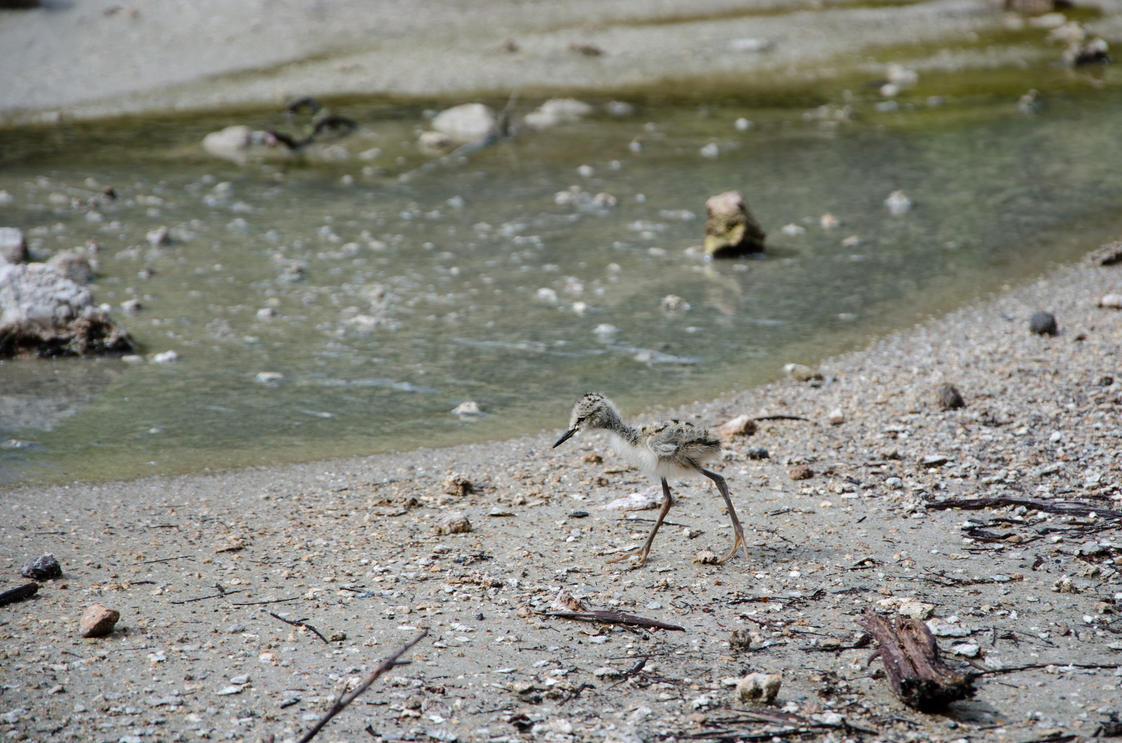 "Young Stilt" (Stelzenläufer) - Wai-O-Tapu (Thermal Wonderland)