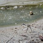 "Young Stilt" (Stelzenläufer) - Wai-O-Tapu (Thermal Wonderland)