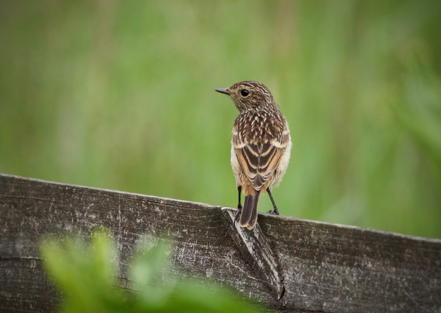 Young Stonechat