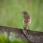 Young Stonechat