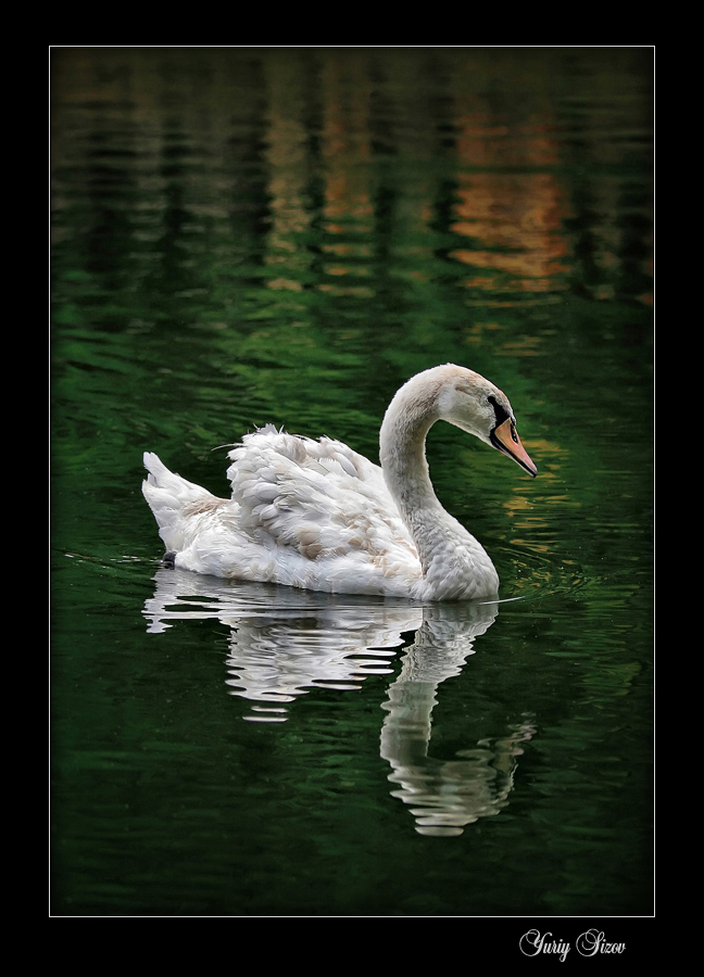 Young swan