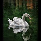 Young swan