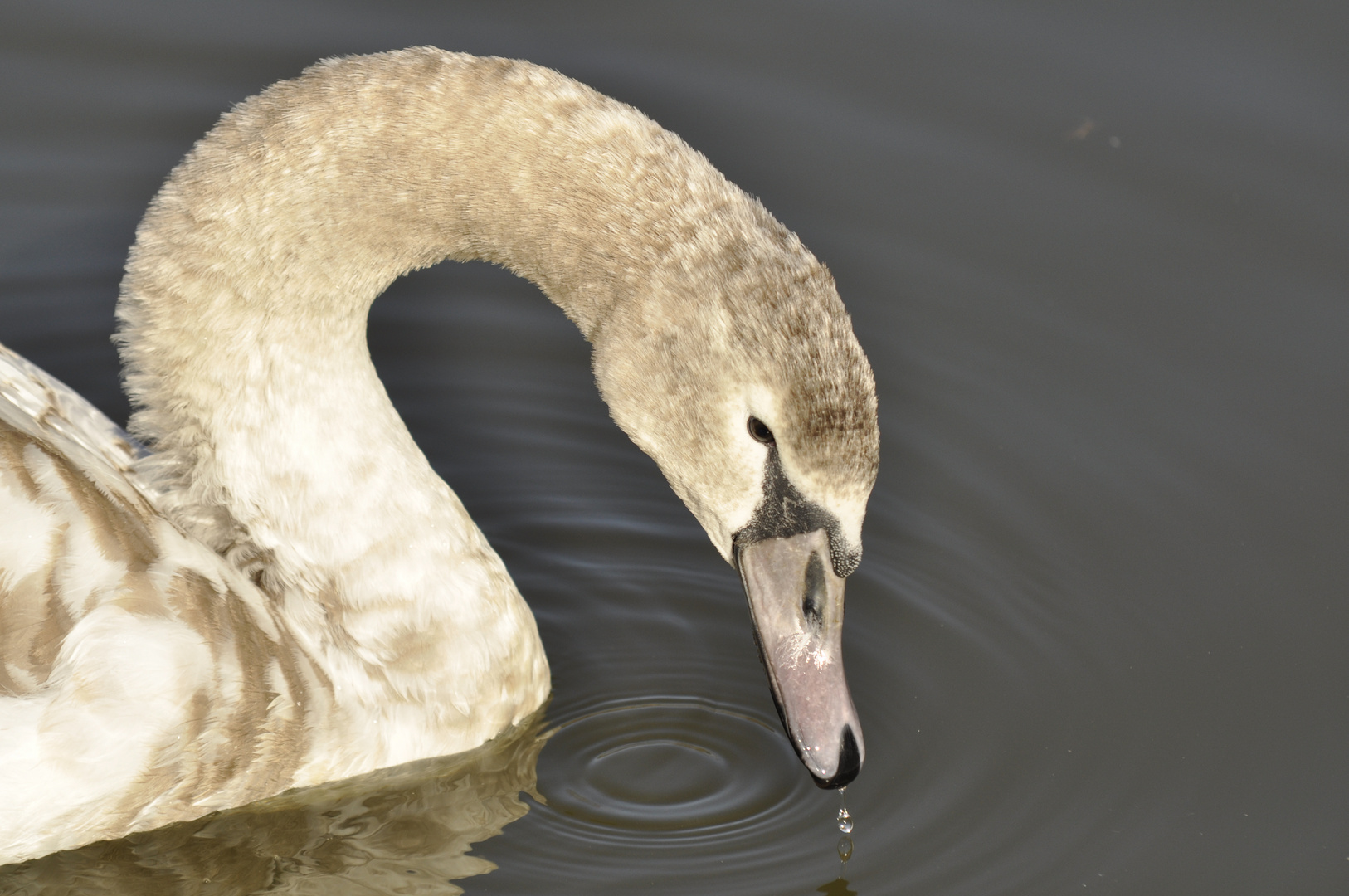 young swan