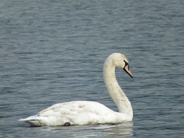 Young swan