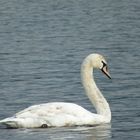 Young swan