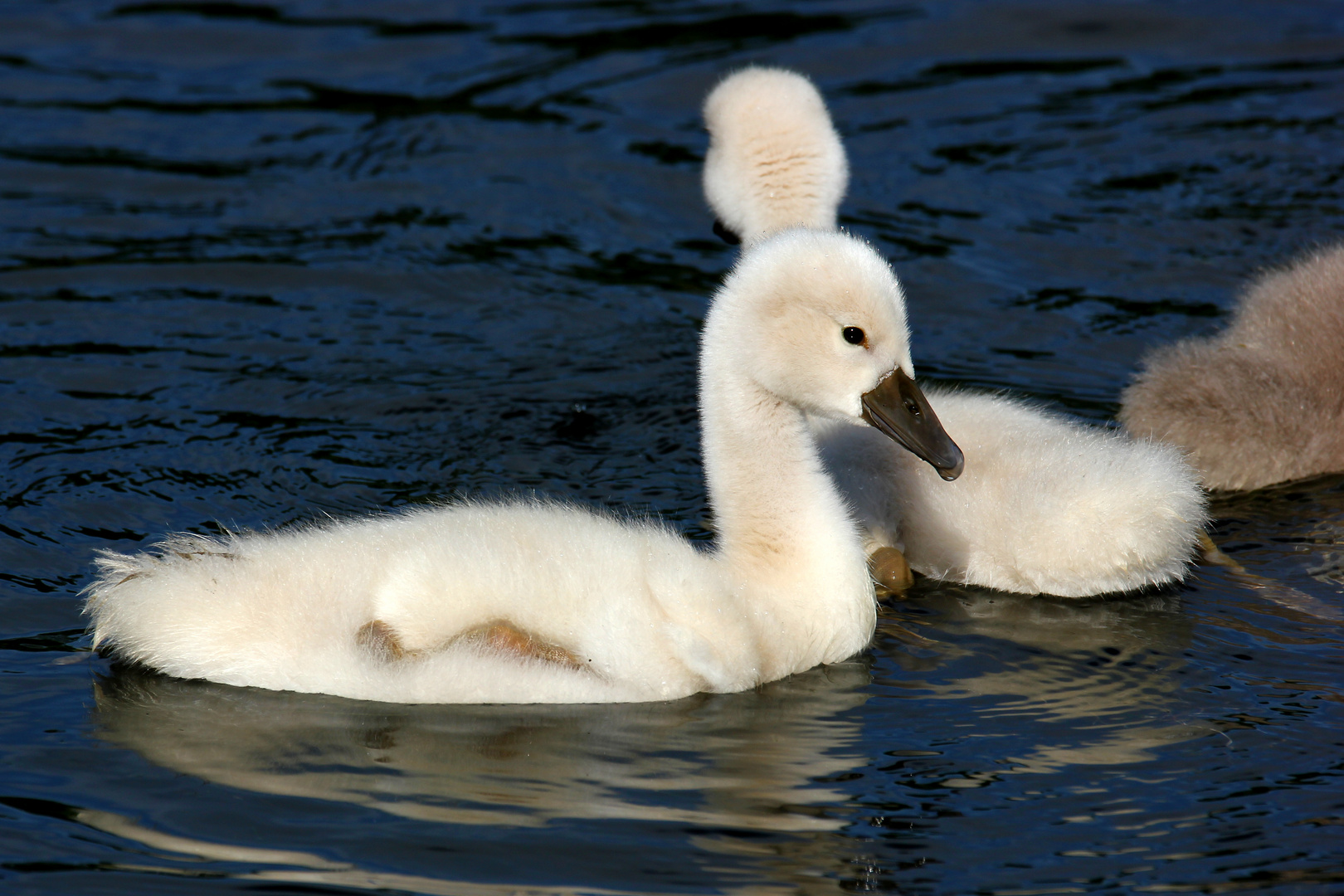 young swan