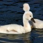 young swan