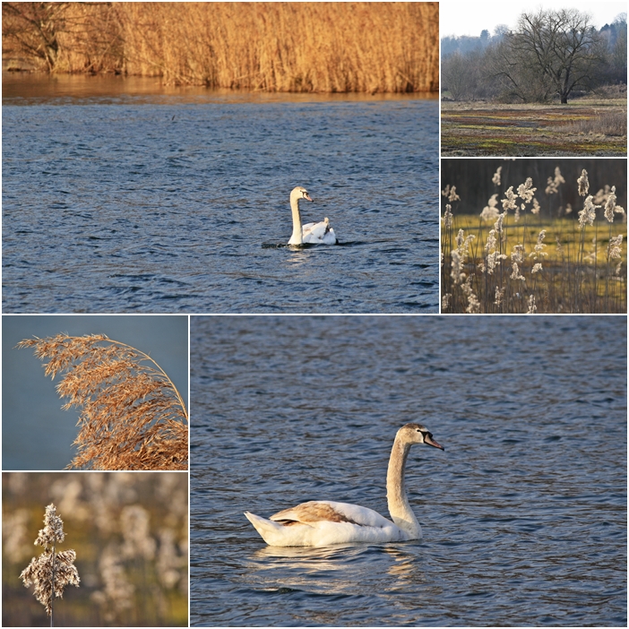 Young Swan Lake