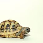 Young Testudo hermanni