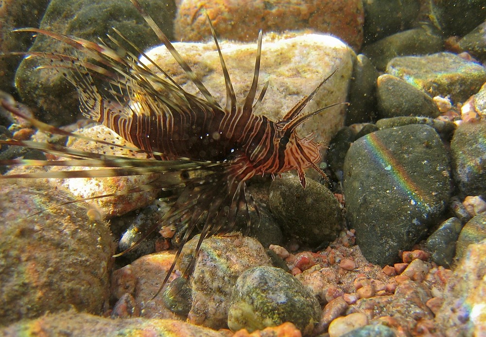 young threadfin lionfish