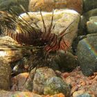 young threadfin lionfish