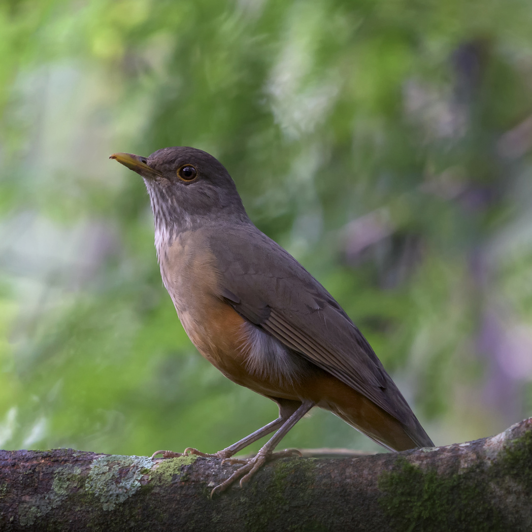 Young Thrush