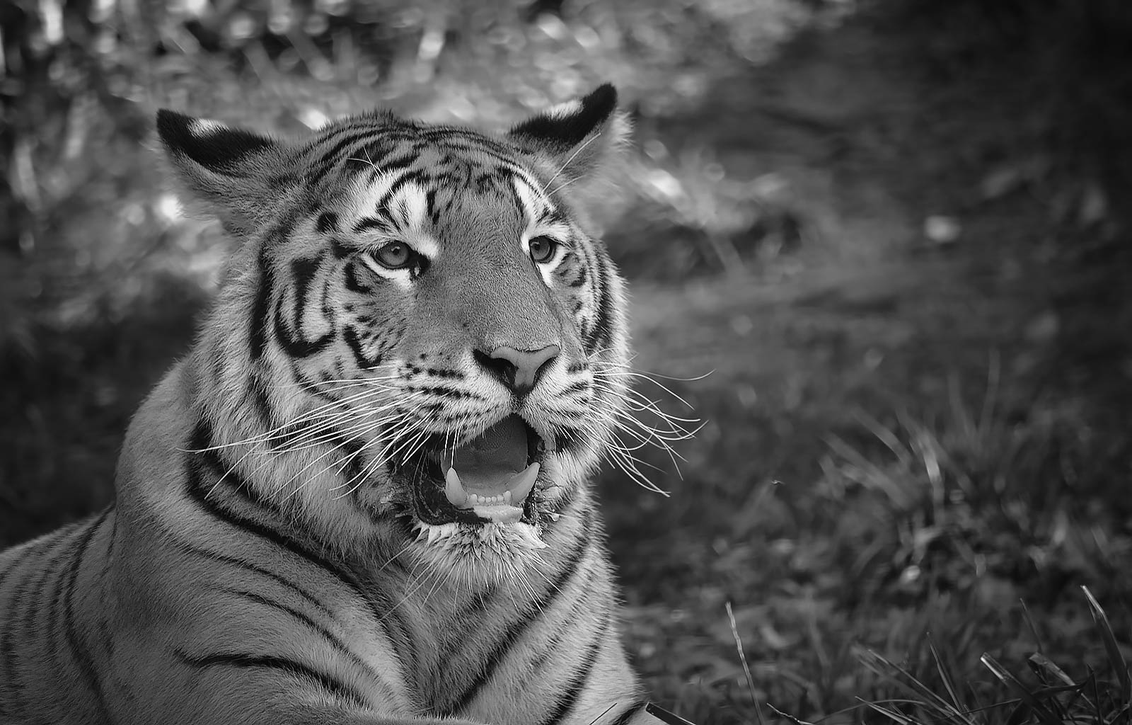 Young tiger - BW