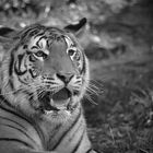 Young tiger - BW