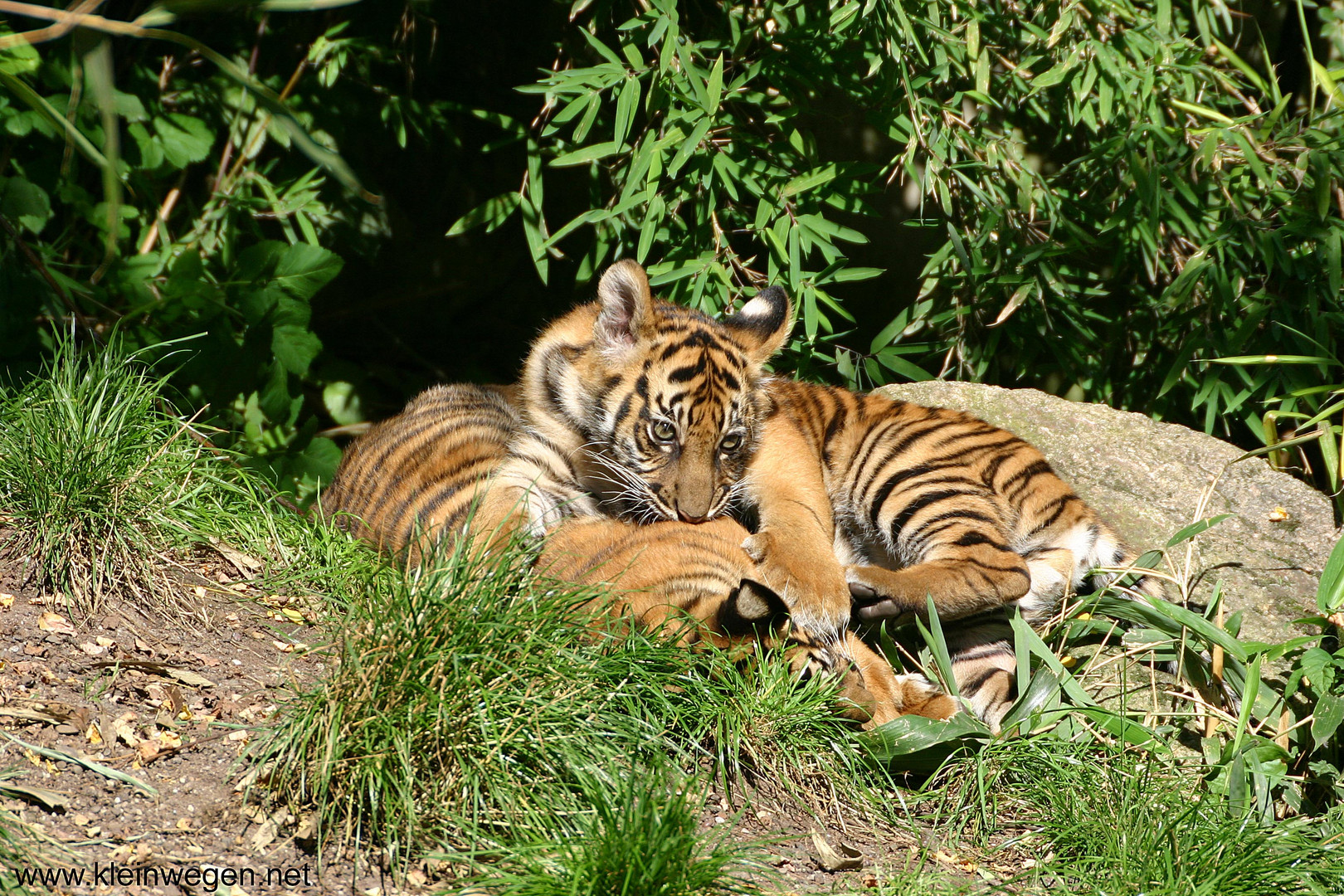 Young tiger playing
