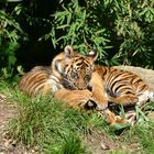 Young tiger playing