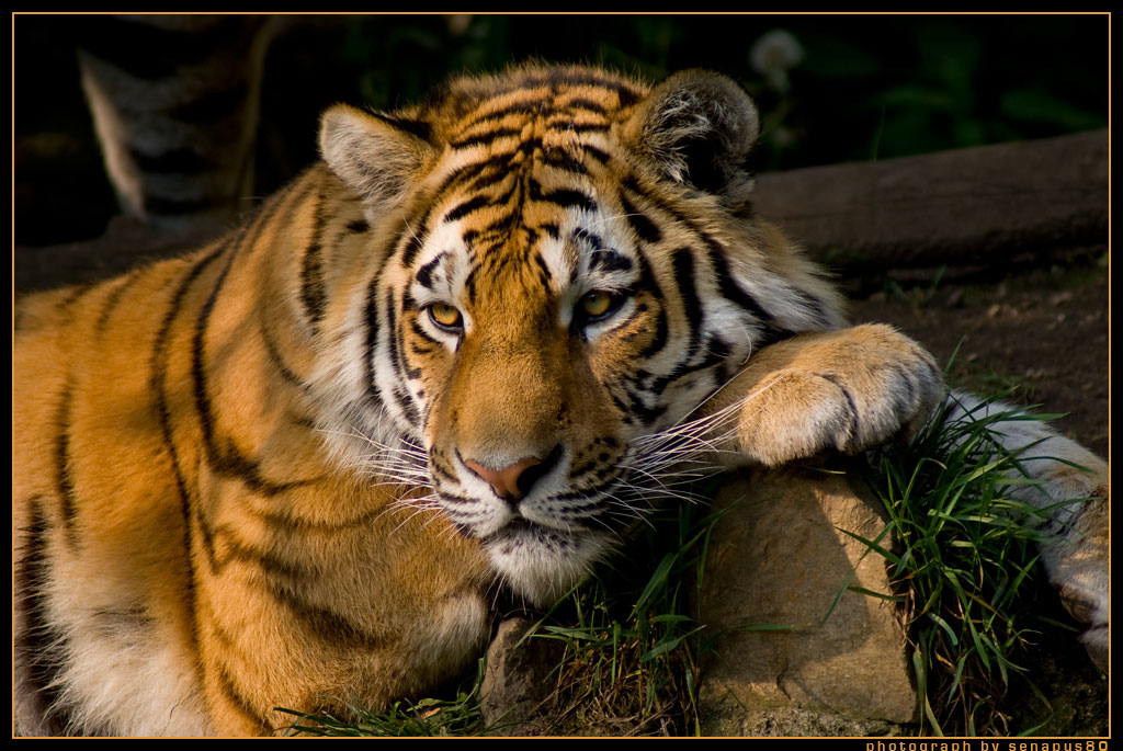 Young Tiger watching the evening sun