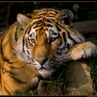 Young Tiger watching the evening sun