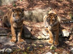 Young Tigers