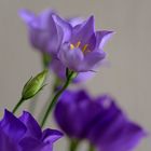 Young Turquoise bellflower