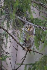 Young ural owl