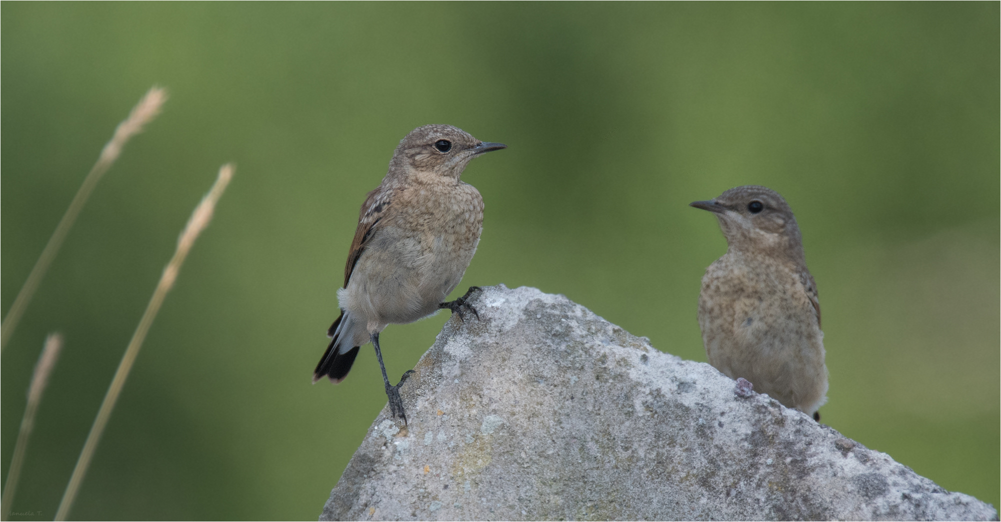 Young Wheatear