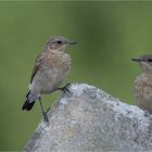 Young Wheatear