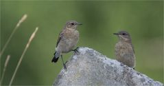 Young Wheatear