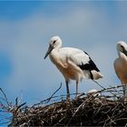 Young white storks