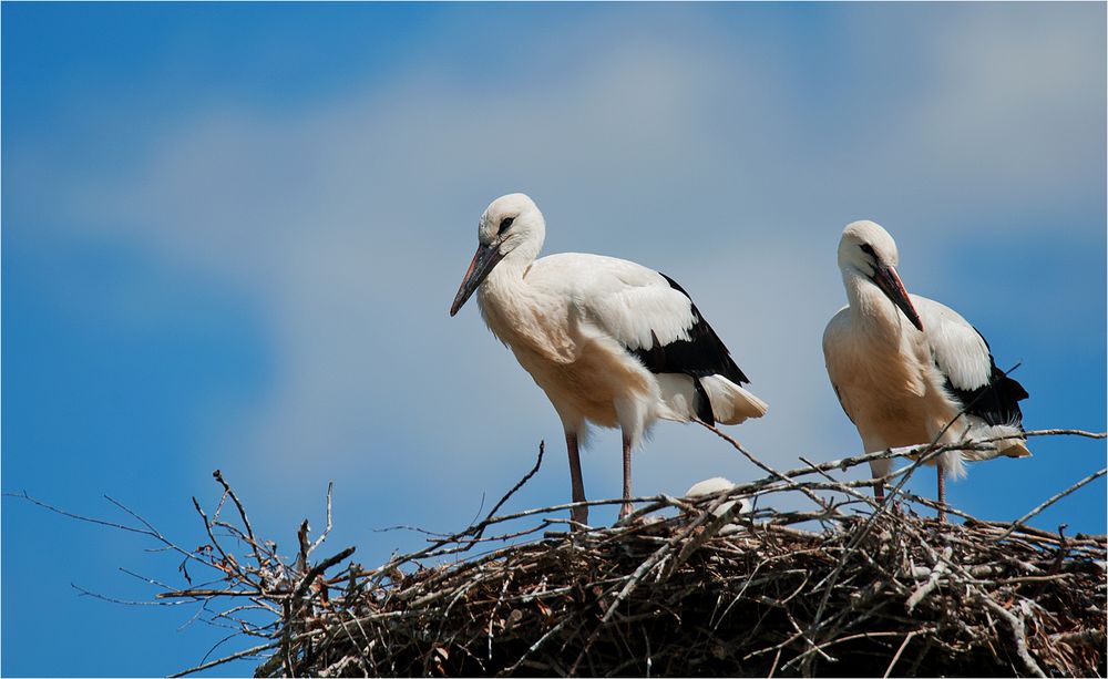 Young white storks