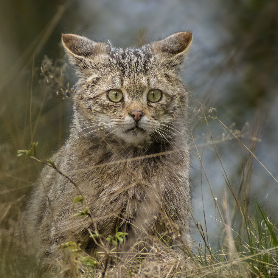 YOUNG WILD CAT LOOKS OUT FOR MICE ...