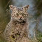 YOUNG WILD CAT LOOKS OUT FOR MICE ...