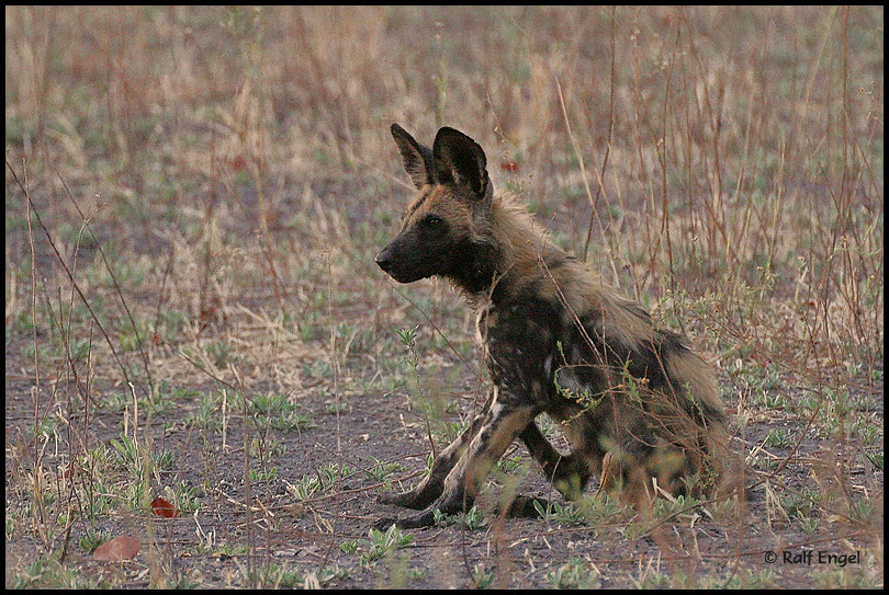 Young Wild Dog